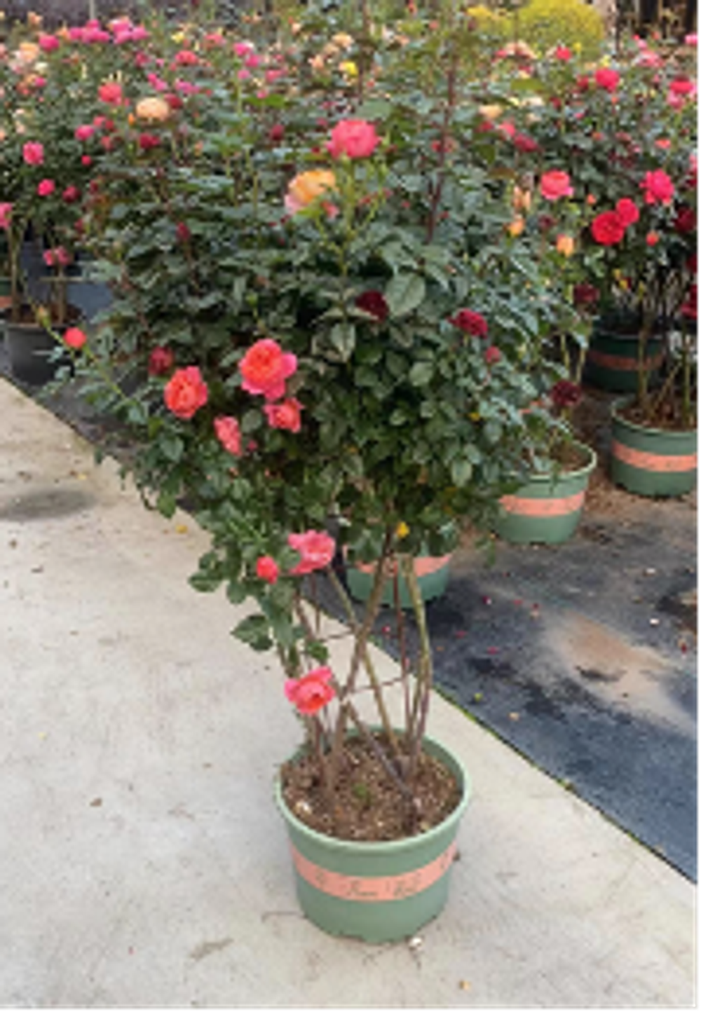 Роза сетка д.30