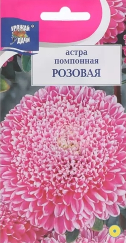 Астра помпонная Розовая