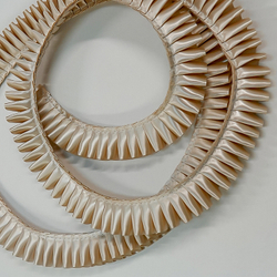 Лента плиссированная для наградных розеток. Цвет ШАМПАНЬ. Код цвета 55.