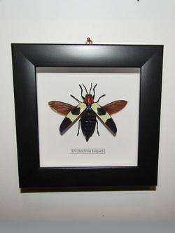 Жук Златка Chrysochroa в рамке
