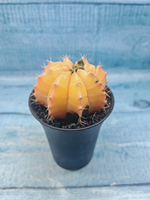 Gymnocalycium Variegata (Гимнокалициум Вариегатный)