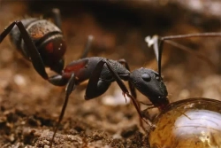 Муравьи Camponotus cruentatus (Крупные африканские муравьи)