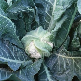 Капуста цветная Леканю F1 2500 (семена)