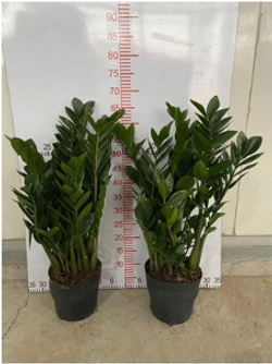 Замиокулькас Pointed Leaf д. 18