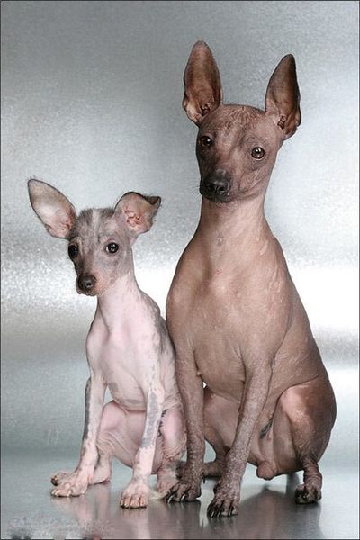 Мексиканская голая собака (ксолоитцкуинтли) Мексиканская голая собака (ксолоитцкуинтли)