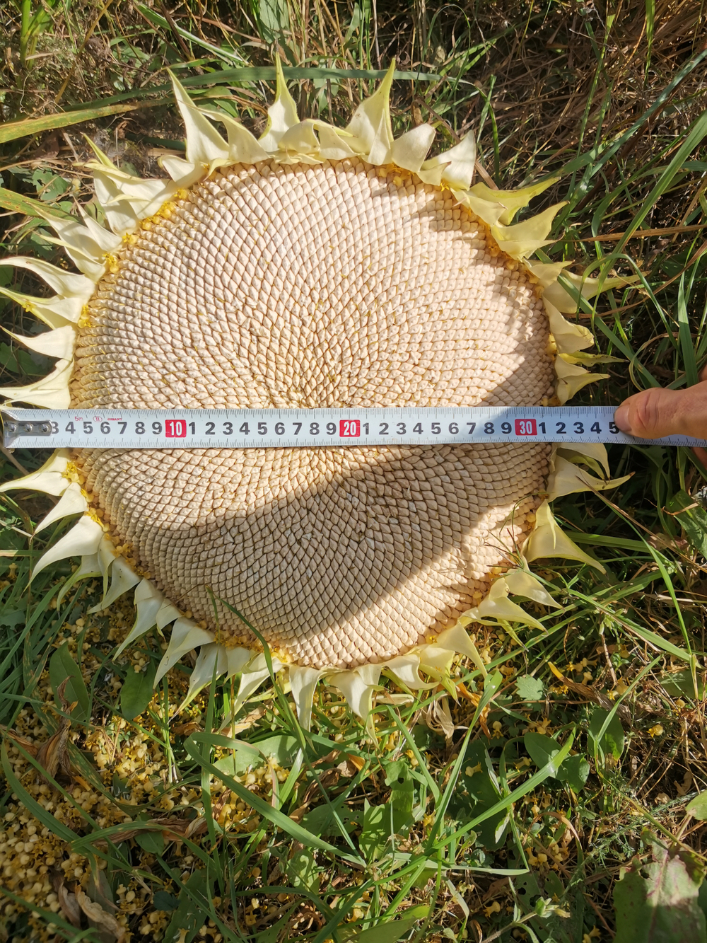 Белый Элефант Подсолнечник - White Elephant Sunflower