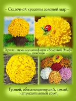 Хризантема Золотой Эльф мультифлора