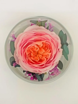 натуральный пион в стекле, вакуум*