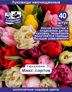Тюльпан Луковицы неочищенные, Микс сортов, 40+шт