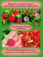 Княженика Астра княжья ягода