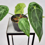 Антуриум FORGETII DARK