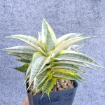 Сансевиерия GABRIELLA WHITE VAR s.L