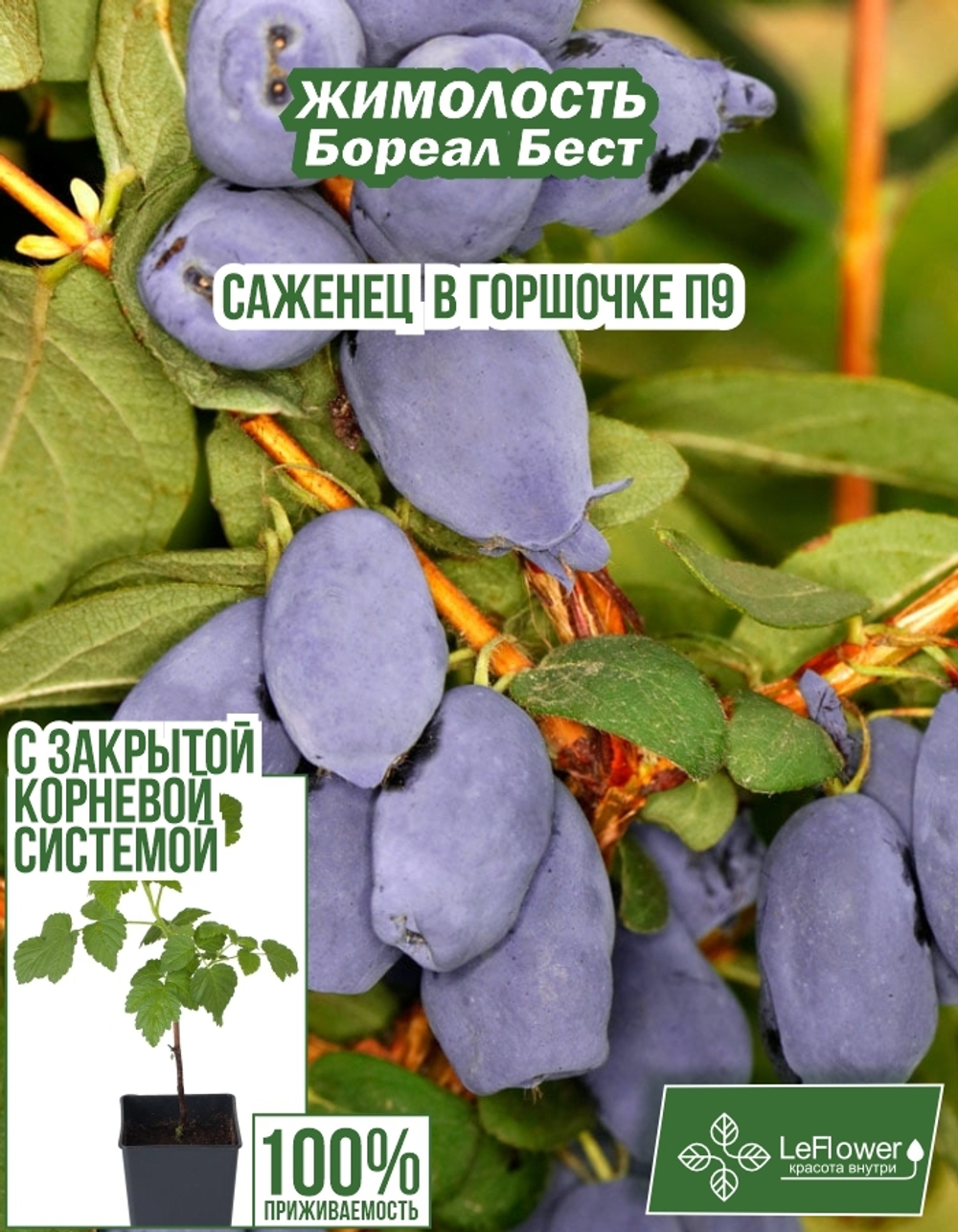 Саженец, Жимолость, Бореал Бест