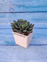 Echeveria Scorpio (Эхеверия)