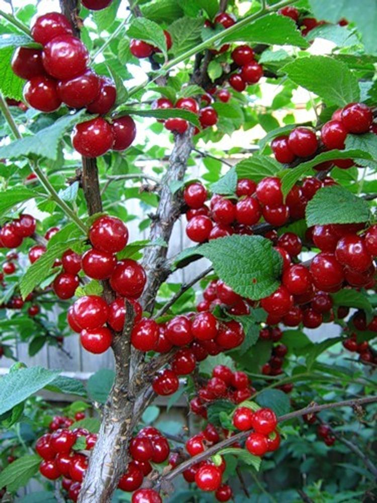 Вишня Войлочная