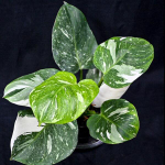 Филодендрон WHITE WIZARD MARBLE