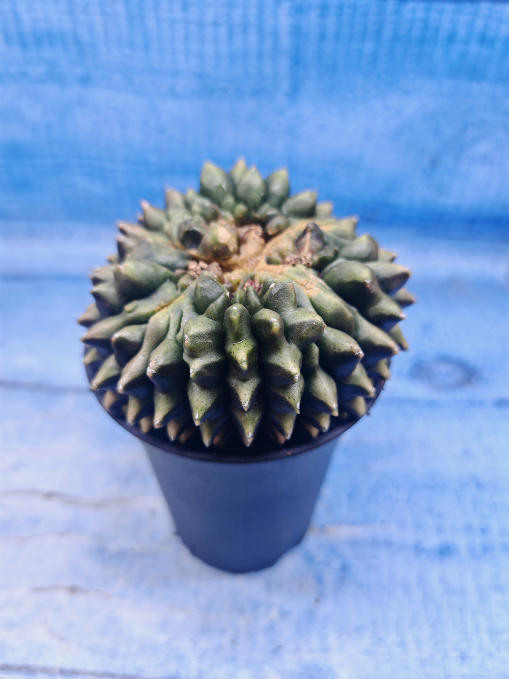 Gymnocalycium Spineless Crested form (Гимнокалициум)