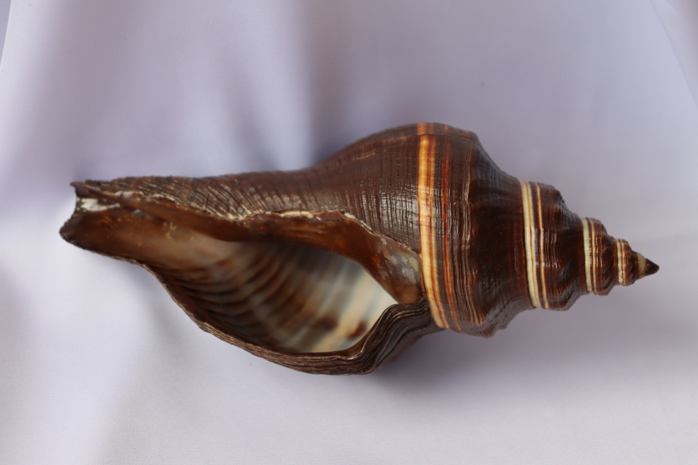 Ракушка Пугилина морио (Pugilina morio), 14см, 1шт