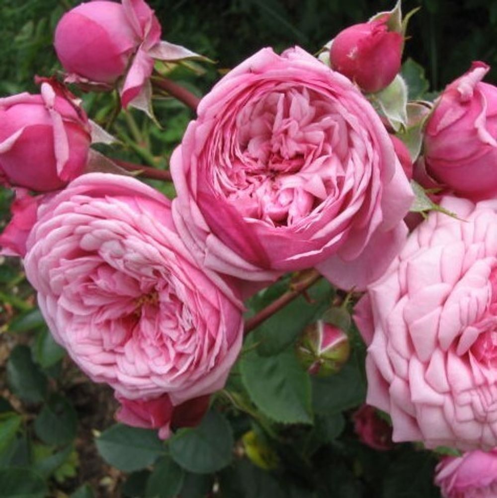 Дьюранс Ансьон Роза (Durance Ancian Rosa)