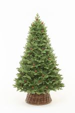 Ель с шишками «Чарующая» (Литая хвоя) от 1,8 м до 2,4 м