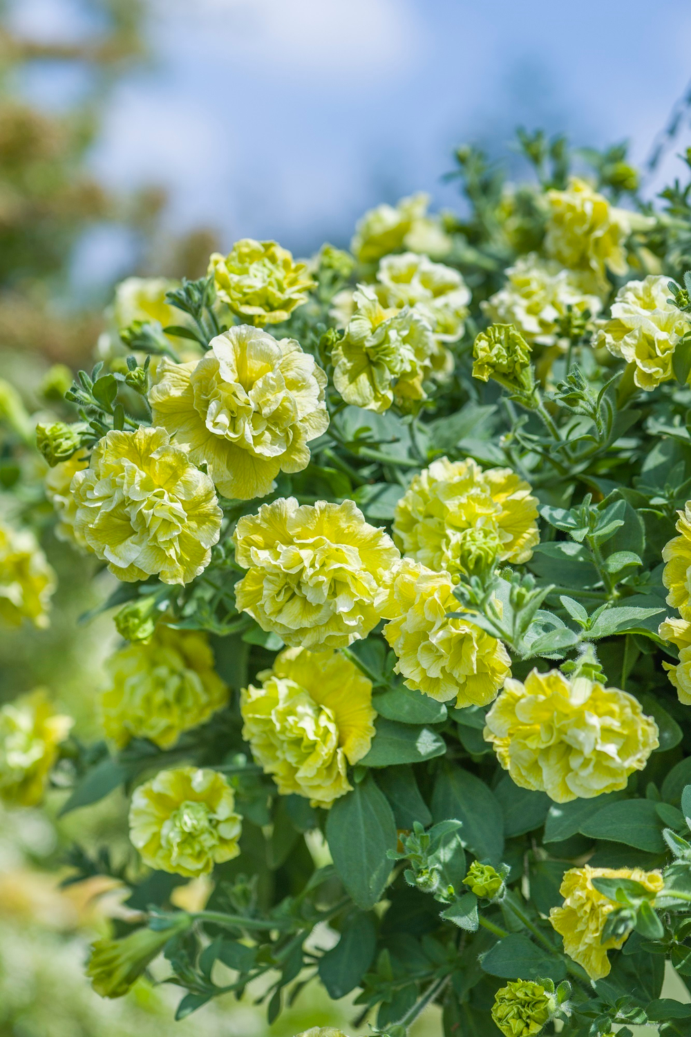 ЕВРО Новинка 2025 Петуния Tumbelina Matilda укорененный черенок ОКС март Koh