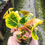 Кротон KHUN LEK