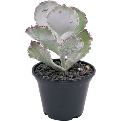 Купить живые суккуленты 🌵 Интернет-магазин суккулентов EnjoyPlants