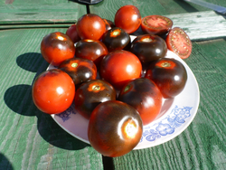 Помидоры - Blue Chocolate - Синий Шоколад