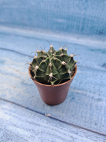 Gymnocalycium Friedrichii (Гимнокалициум)