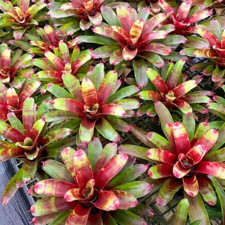 Неорегелия TARA'S