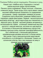 Ежевика Небеса могут подождать самая вкусная