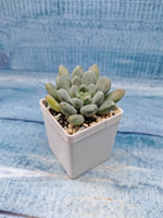 Pachyveria sp. (Пахиверия)