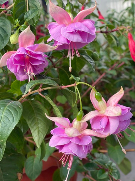 Фуксия Lenny Ervin