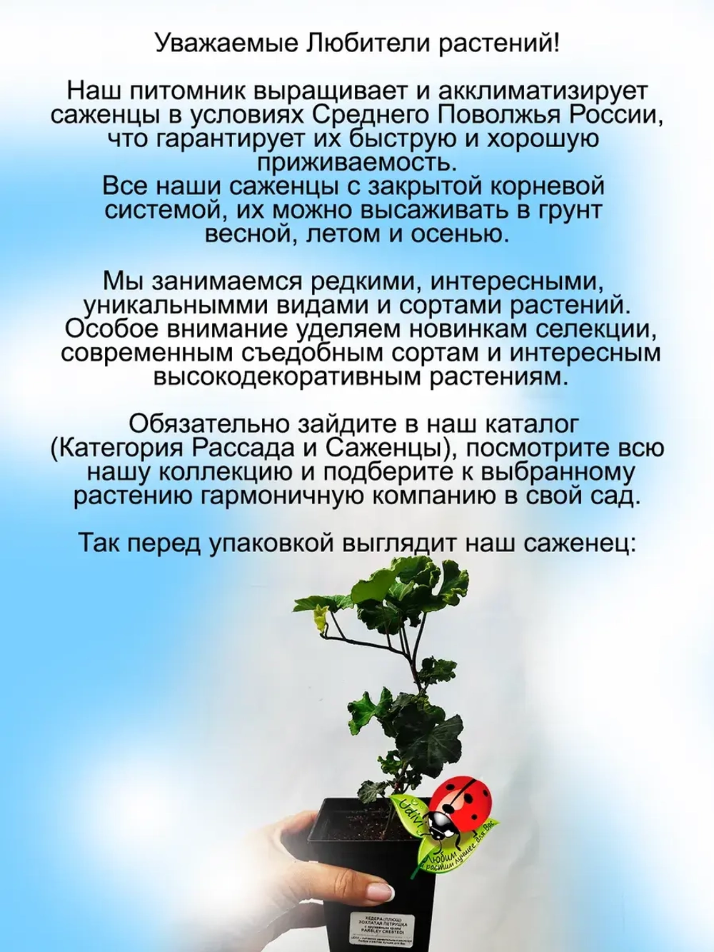 Хедера Хохлатая петрушка плющ гофрированный