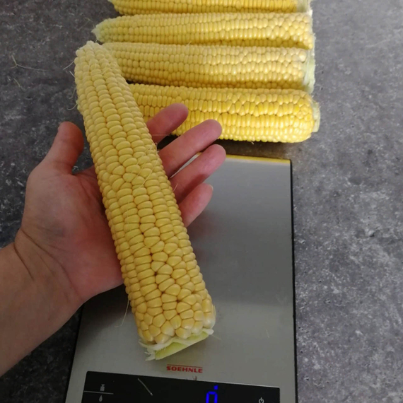 Трофи F1 семена кукурузы (Seminis / Семинис) – фото 2