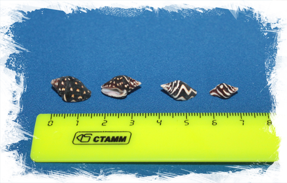 Ракушки Пурена океллата, 0,5-2см, 100гр, 180шт