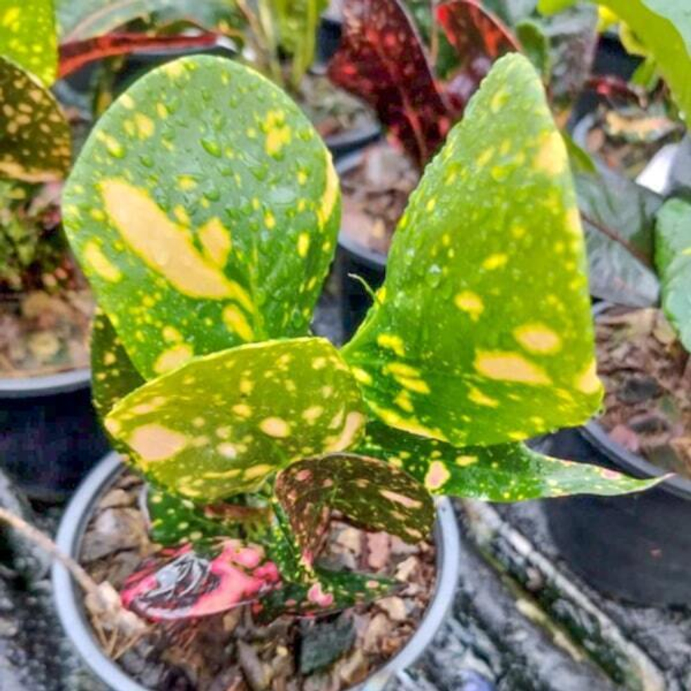 Кротон SEDTHEE MUEANG NON