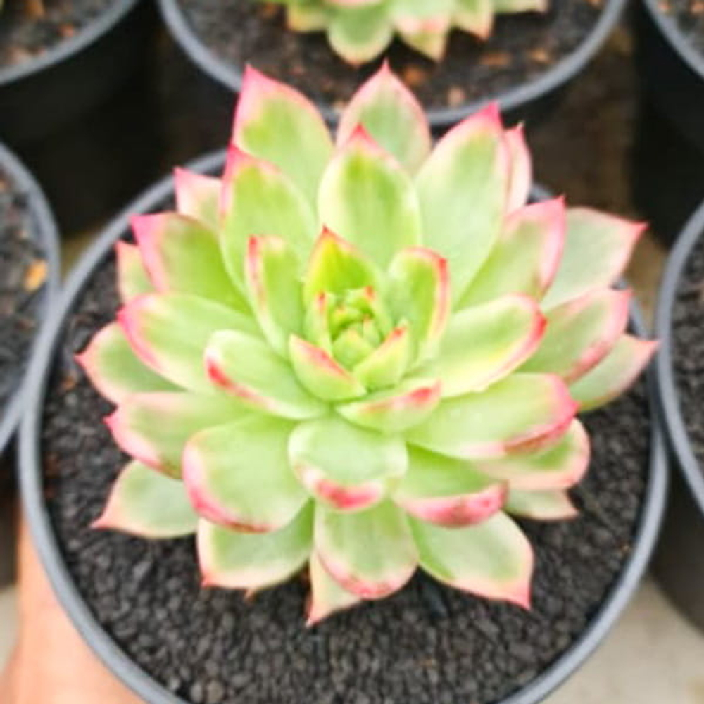 Эхеверия агавовая WATERLILY