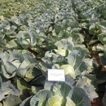 Гальватрон F1 семена капусты белокочанной (Seminis / Семинис)