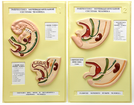 Барельефная модель "Эмбриогенез мочевыделительной системы человека"