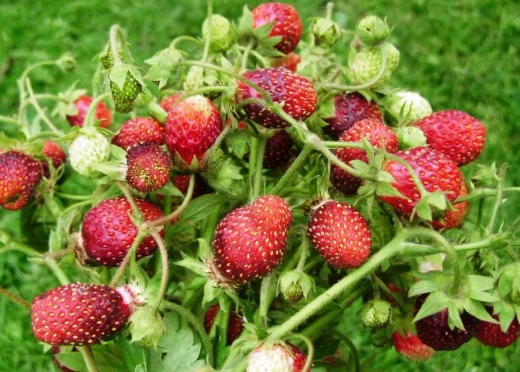 Земклуника Цукат мускатный Р9 Закупка М65 май-июнь 2026