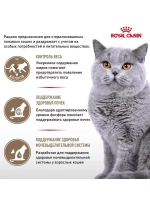 ROYAL CANIN Ageing Sterilised 12+ (Роял Канин Эйджинг Стерилайзд 12+) сухой корм для кошек 4кг