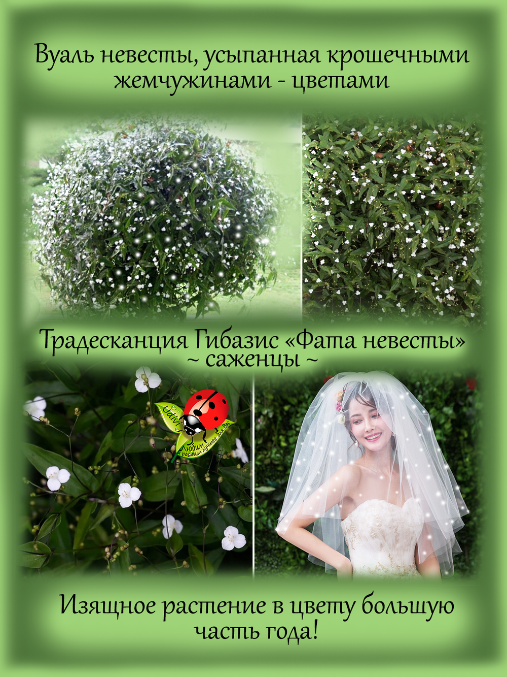 Традесканция Гибазис Фата невесты