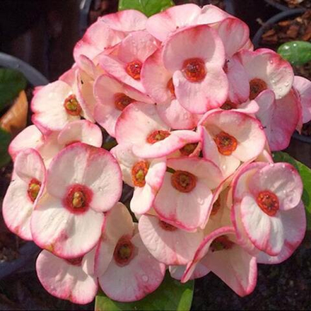 Эуфорбия Миля PAN PAKSA