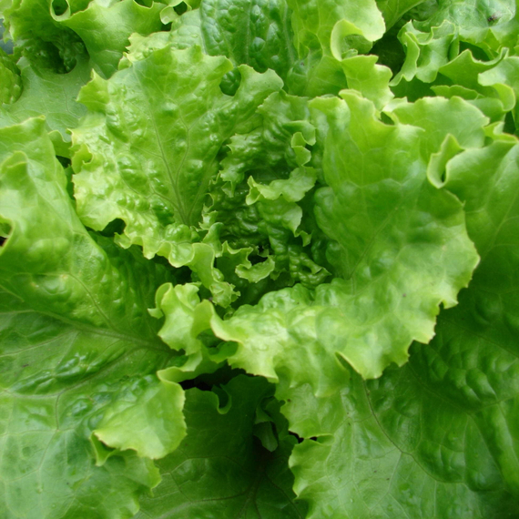 Афицион рз семена салата батавия – фото 3