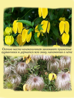 Тангутский клематис многолетняя лиана