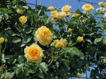 Sommergold (Соммерголд)