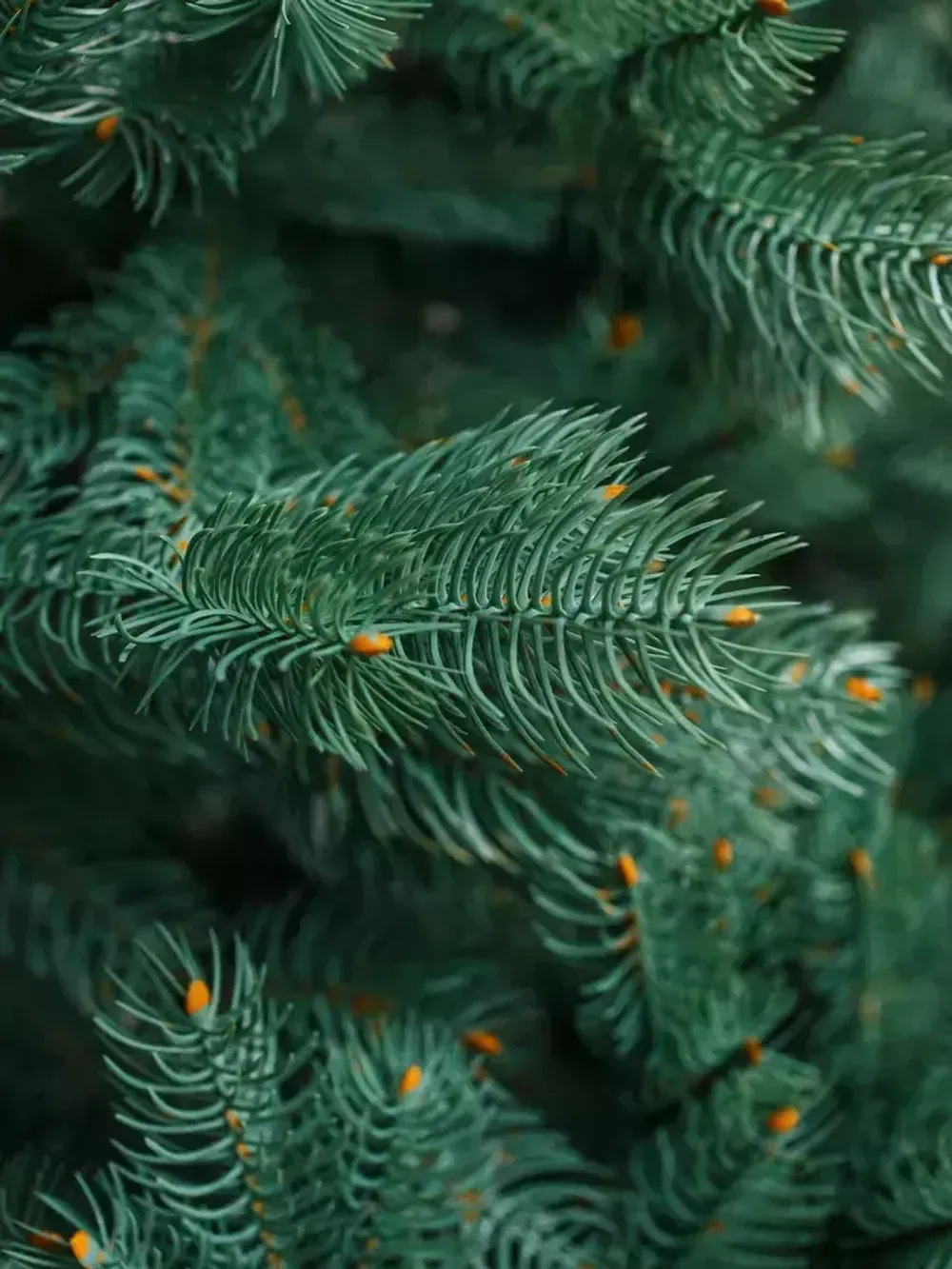 Ель голубая искусственная «Бордо» (Литая хвоя) 240 см / 2.4 м