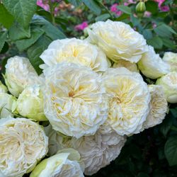 Винтэр Лодж (Winter Lodge)