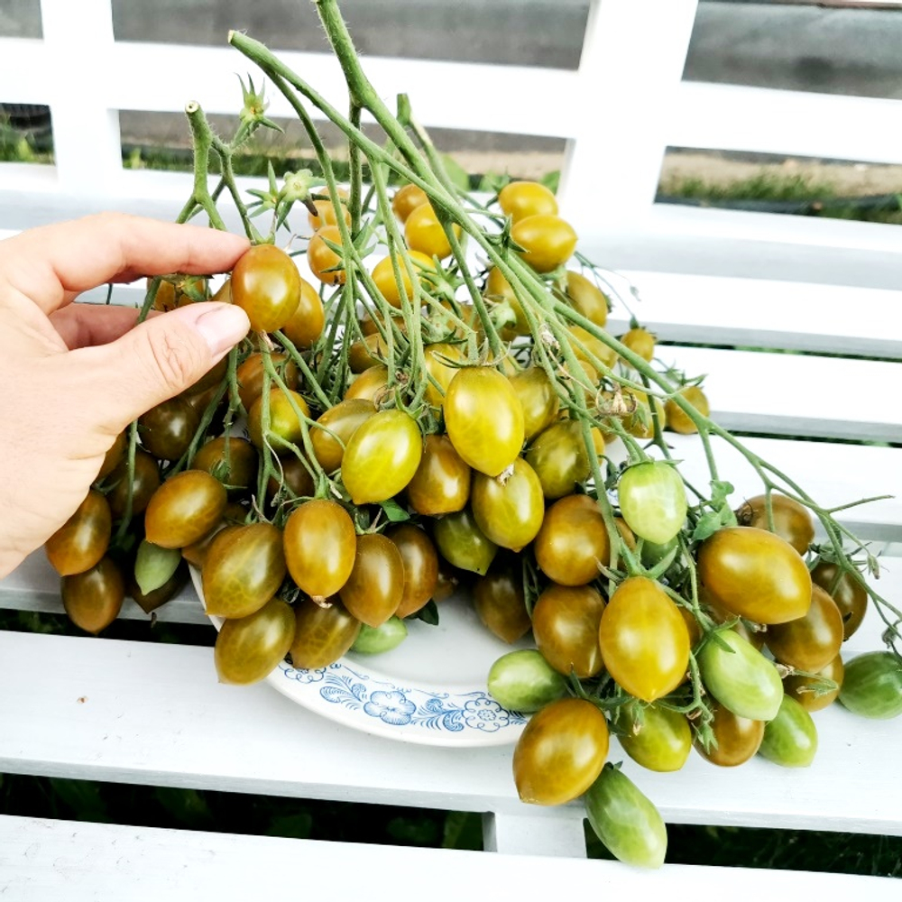 Помидоры - Штурмовой Норман - Stormin' Norman